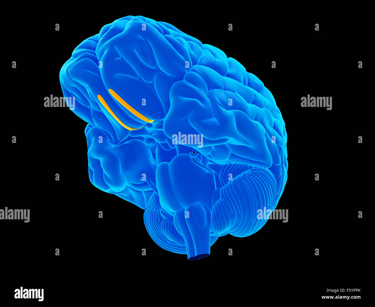 Olfactory Banque de photographies et d’images à haute résolution - Alamy