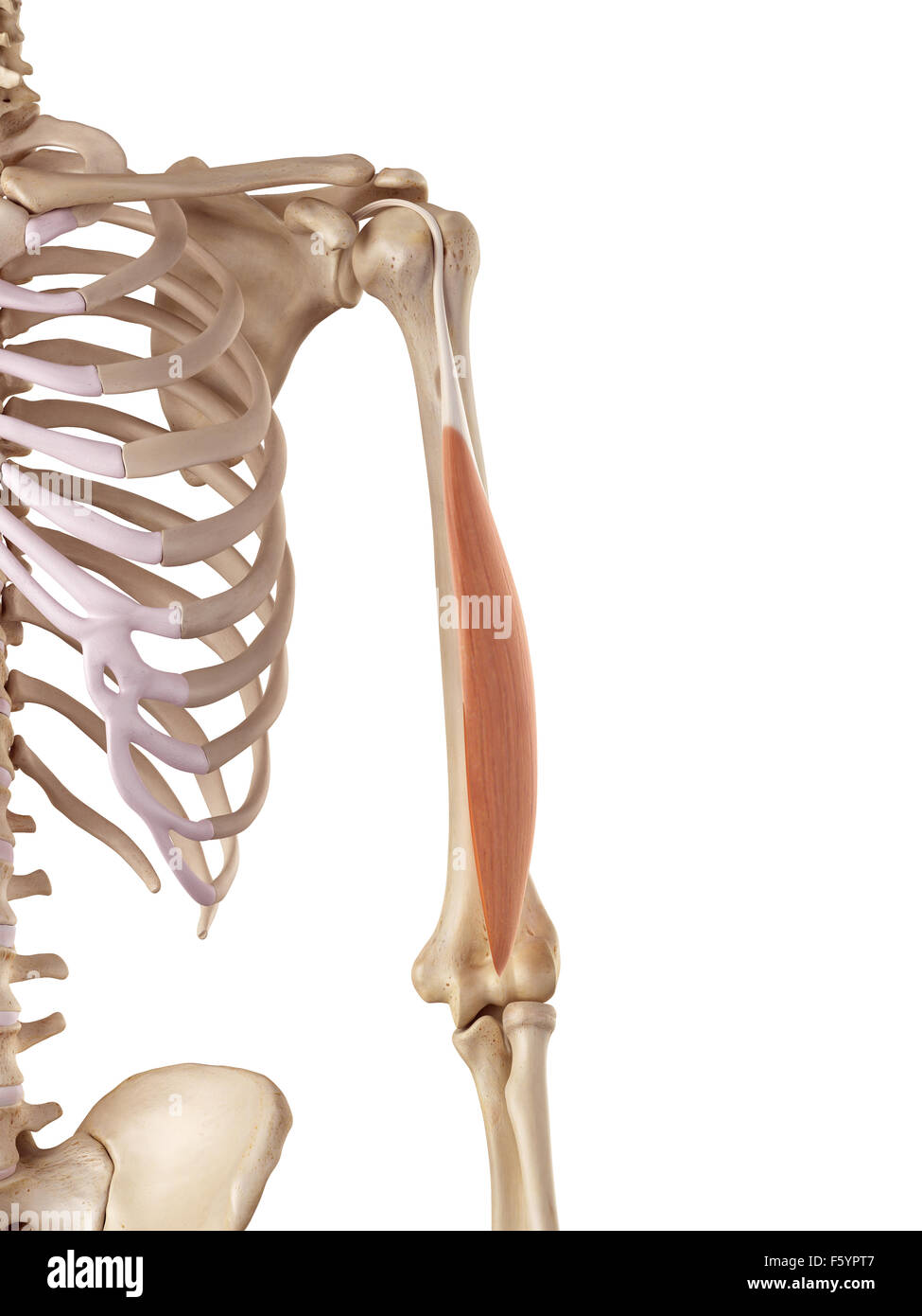 Illustration de l'exacte médical triceps longue tête Banque D'Images Illustration de l'exacte médical triceps longue tête Banque D'Images