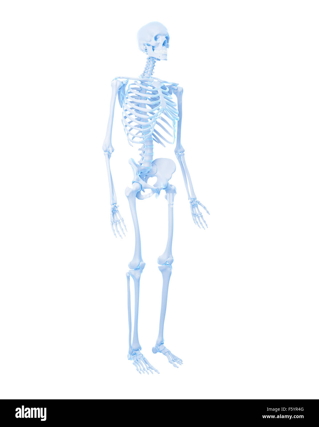 Illustration de l'exacte médicalement squelette humain Banque D'Images