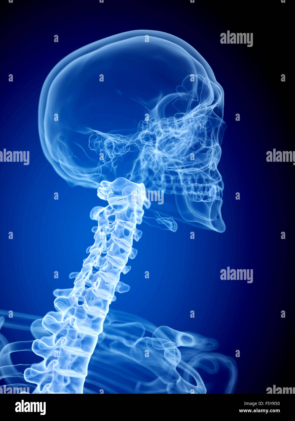 Illustration de l'exacte médicalement rachis cervical Banque D'Images