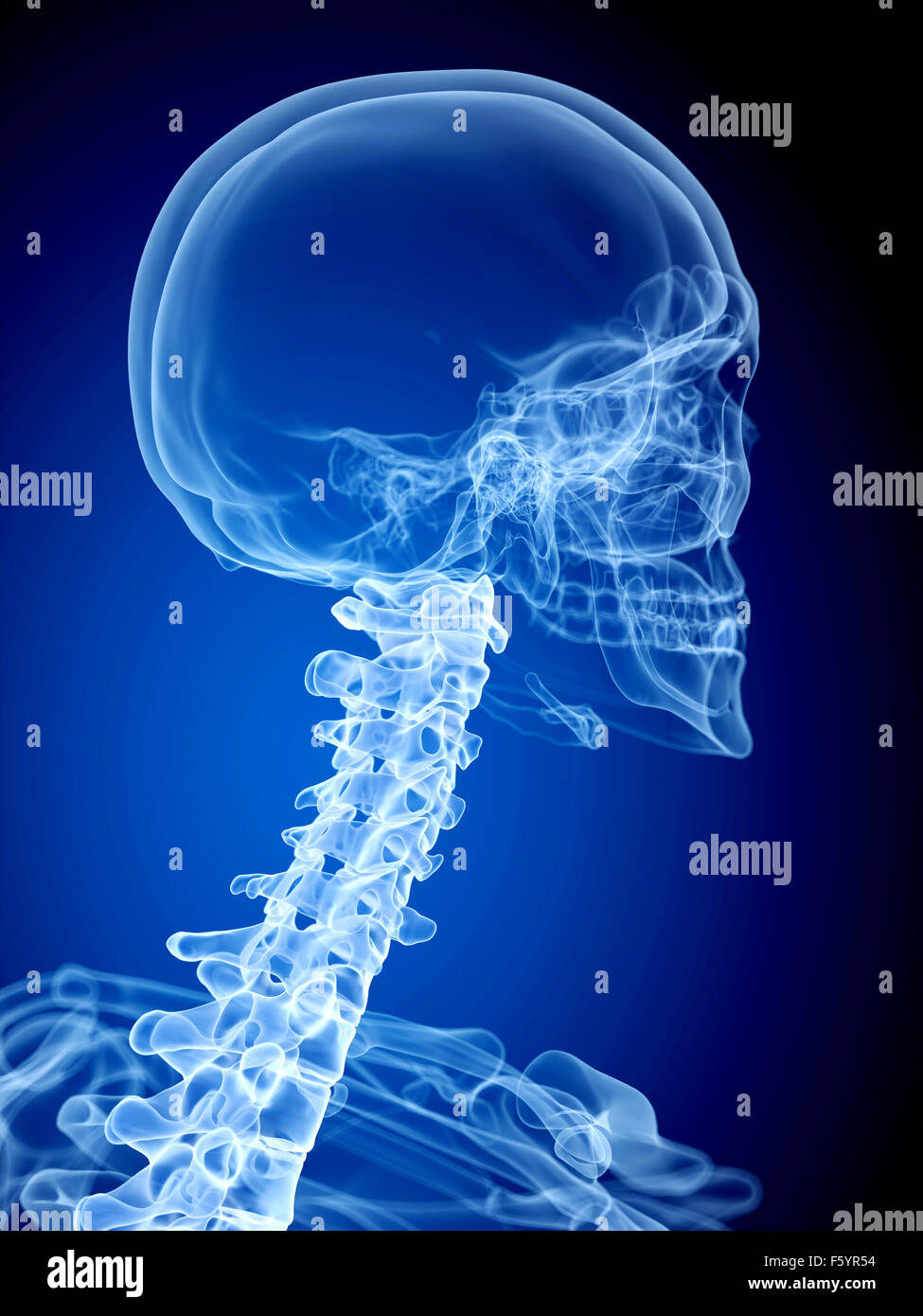 Illustration de l'exacte médicalement rachis cervical Banque D'Images