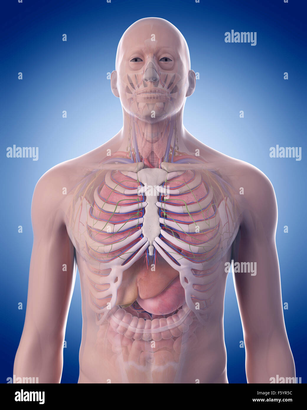 Illustration de l'exacte sur le plan médical l'anatomie abdominale Banque D'Images