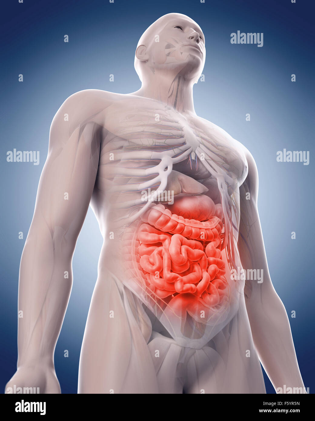 Medical 3d illustration d'un intestin douloureux Banque D'Images