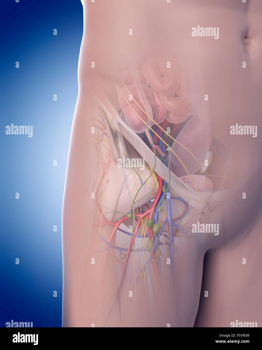 Illustration de l'exactitude médicale anatomie pelvienne Banque D'Images