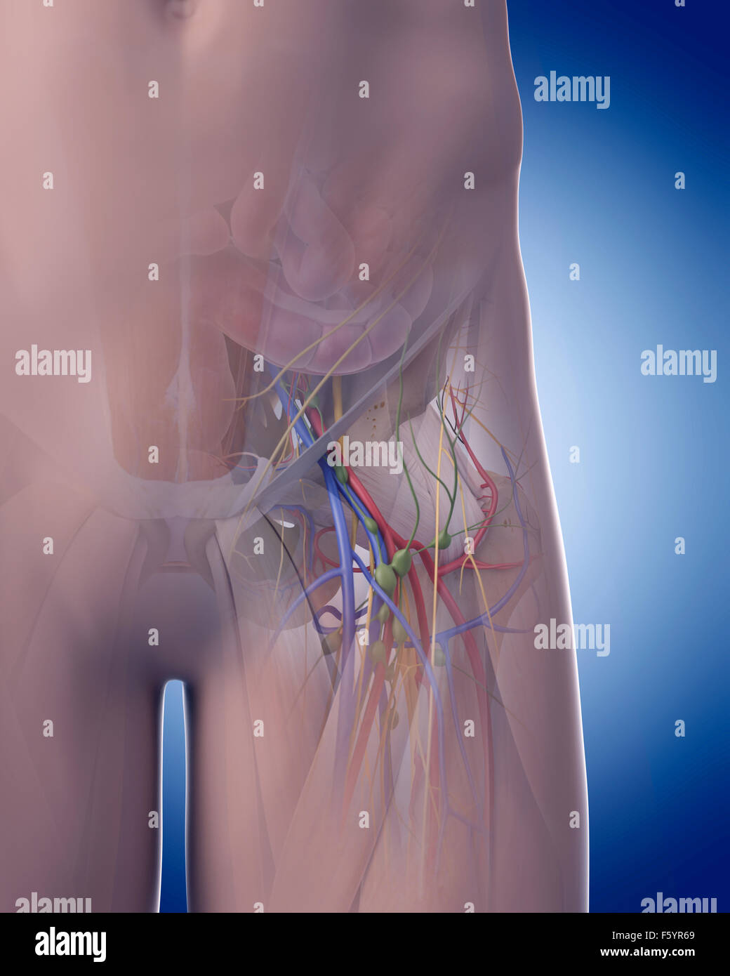 Illustration de l'exactitude médicale anatomie pelvienne Banque D'Images