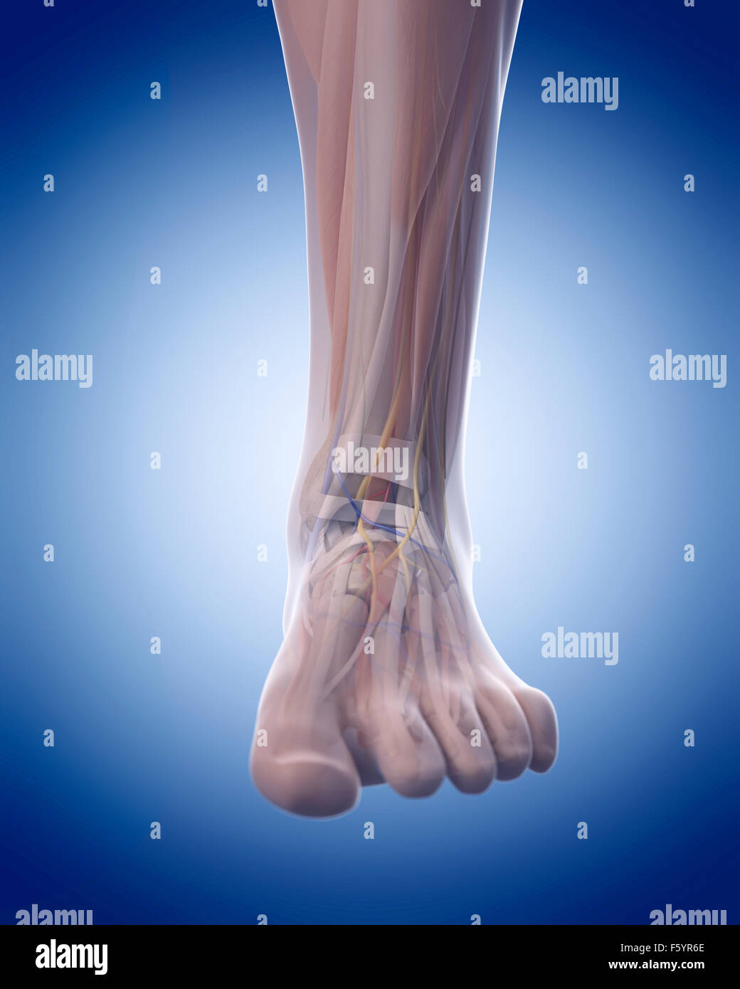 Illustration de l'exacte sur le plan médical l'anatomie du pied Banque D'Images