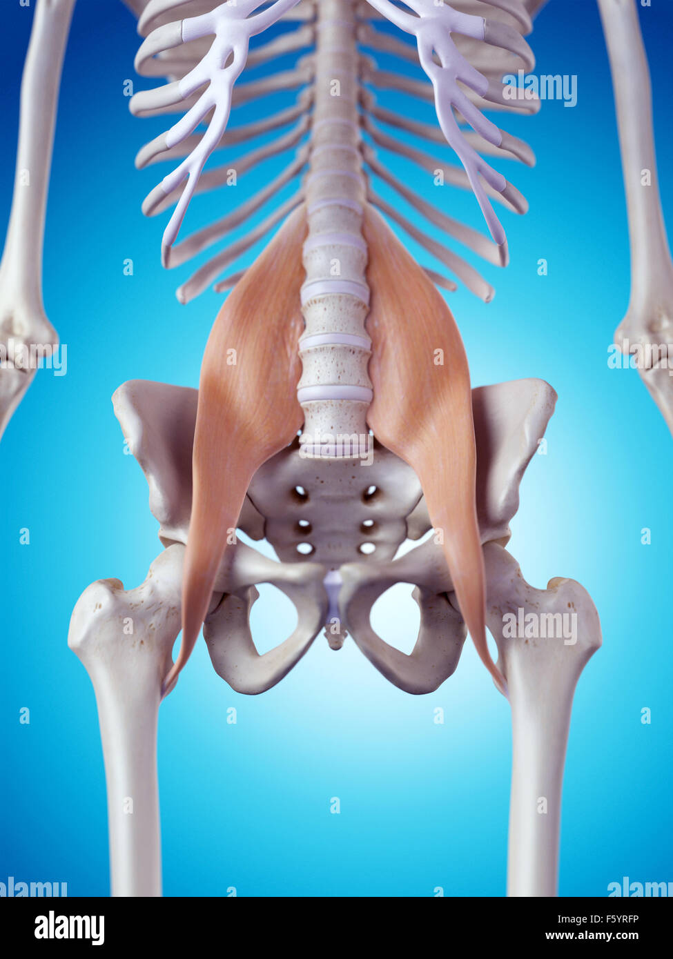 Illustration de l'exacte médicalement psoas major Banque D'Images