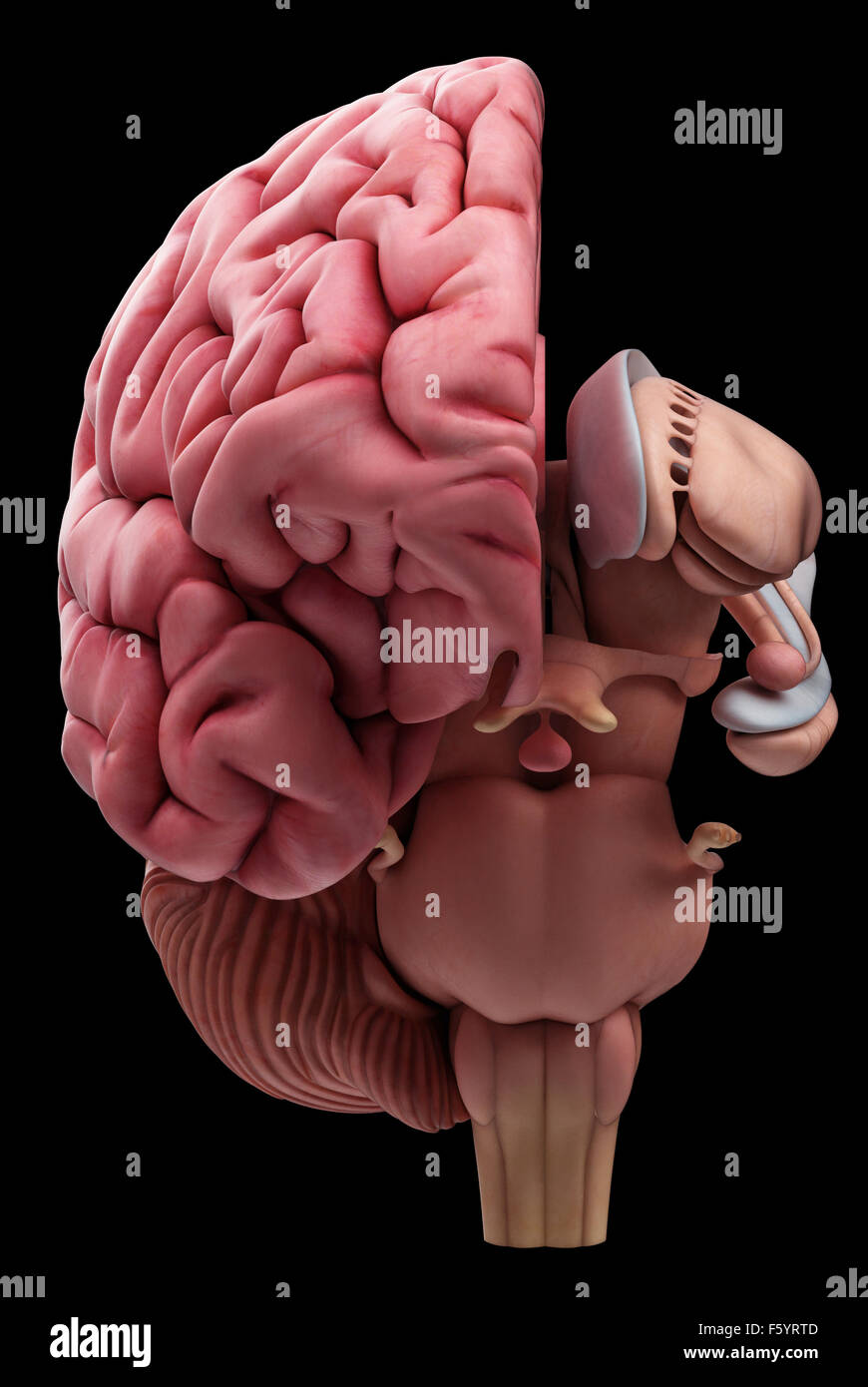 Illustration de l'exacte sur le plan médical l'anatomie du cerveau Banque D'Images