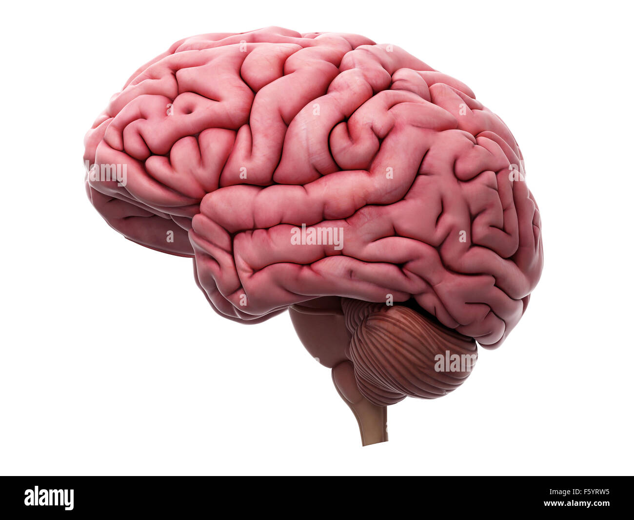 Illustration de l'exacte médicalement cerveau Banque D'Images