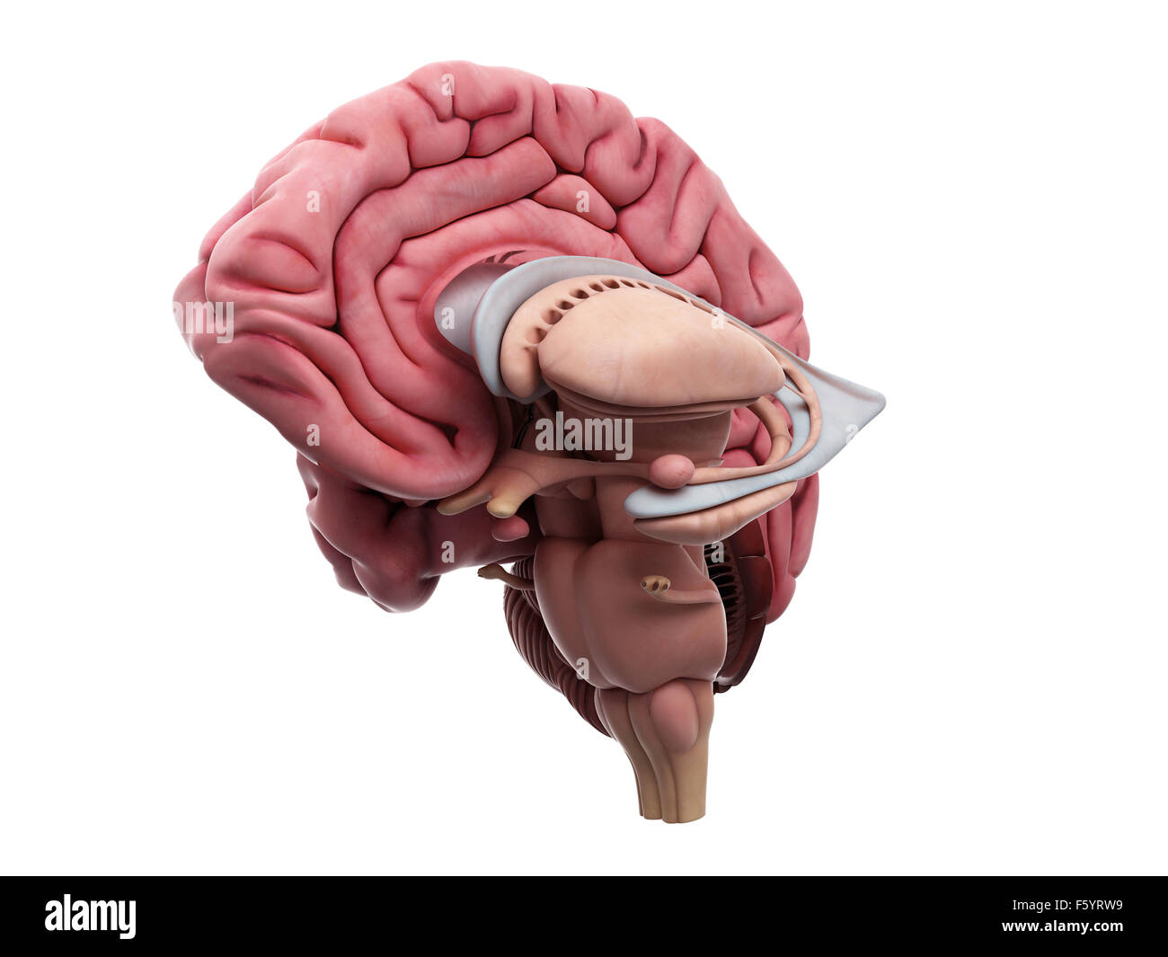 Illustration de l'exacte sur le plan médical l'anatomie du cerveau Banque D'Images