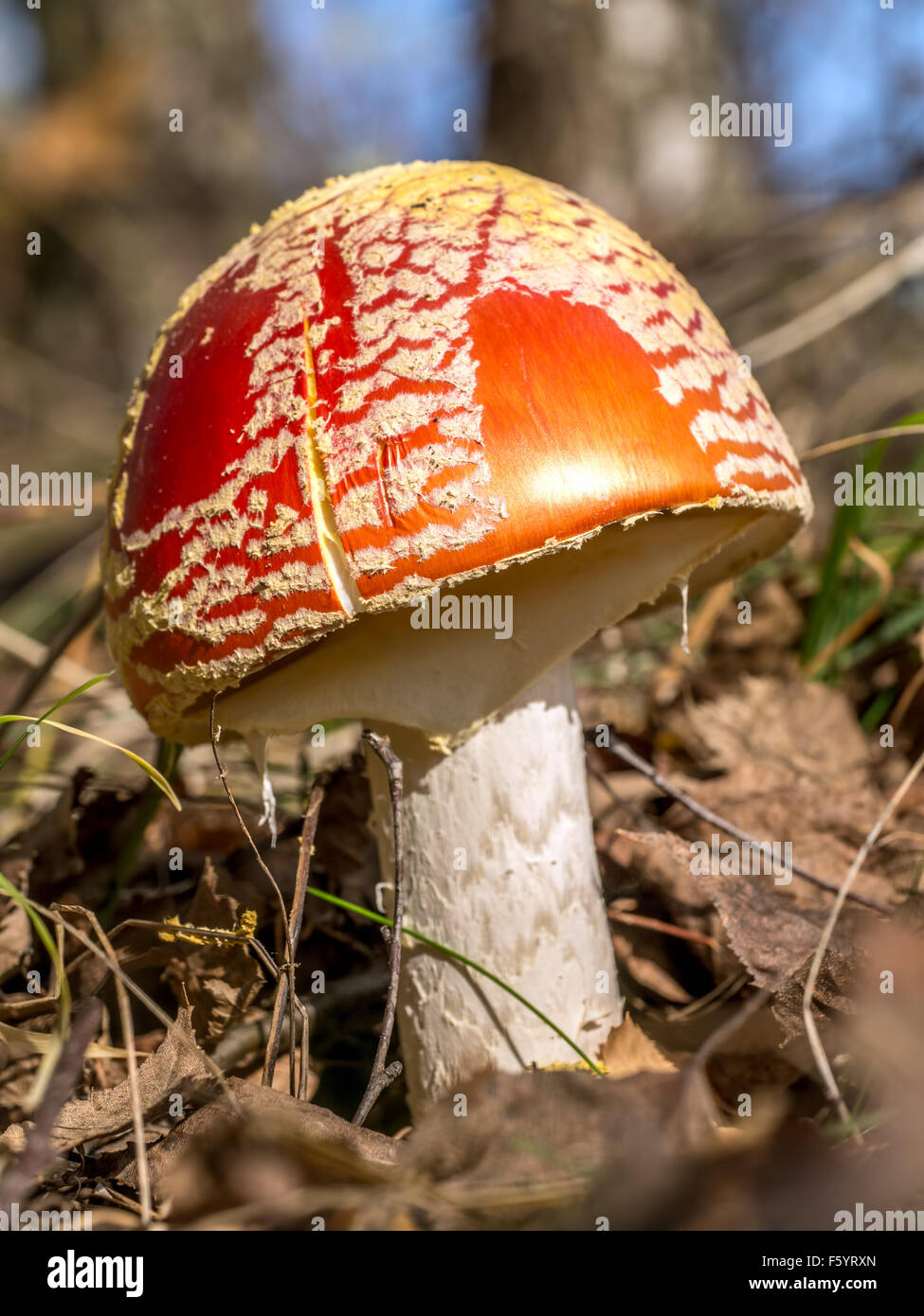 Agaric Fly muushroom croissant dans la forêt Banque D'Images