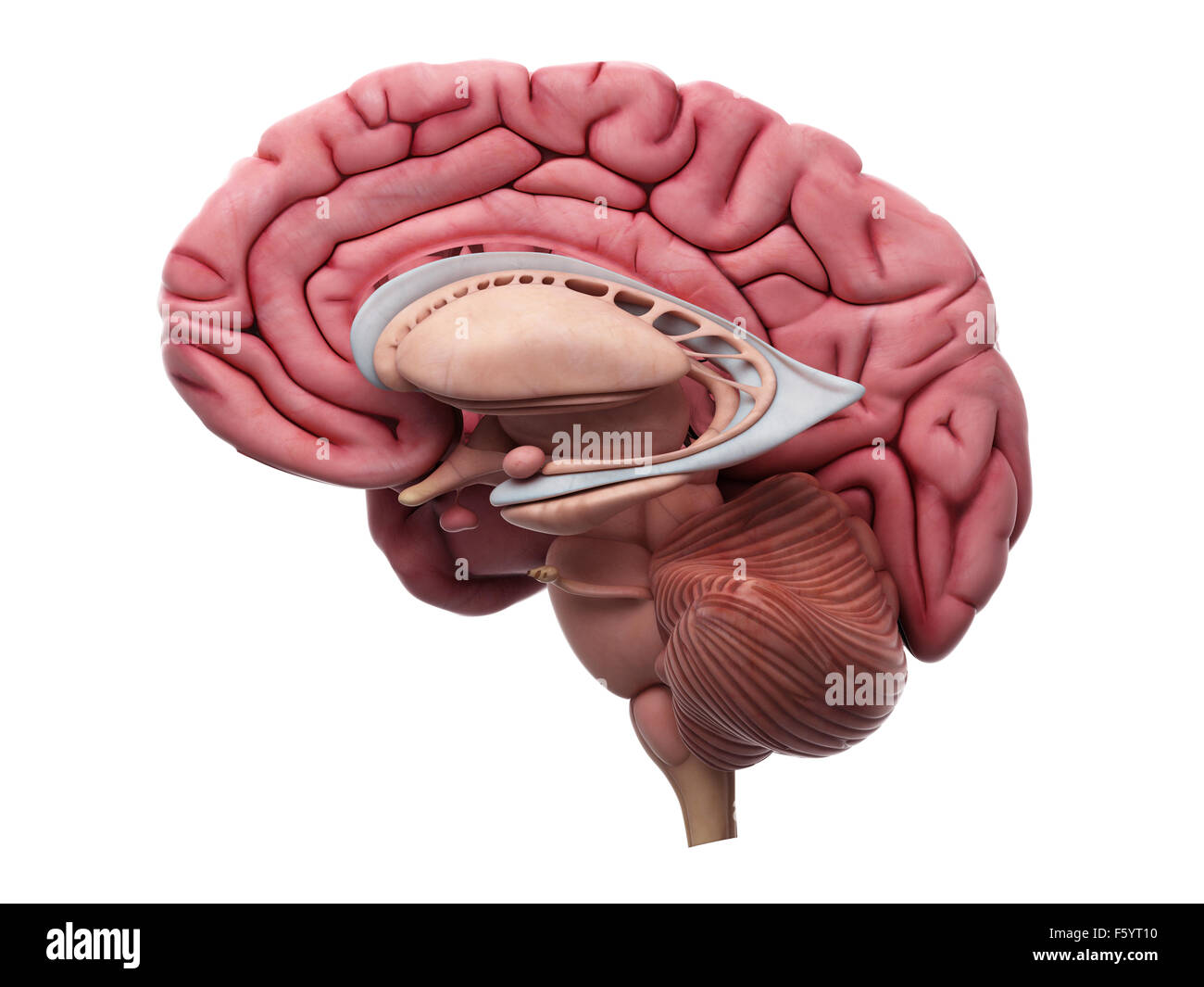 Illustration de l'exacte sur le plan médical l'anatomie du cerveau Banque D'Images