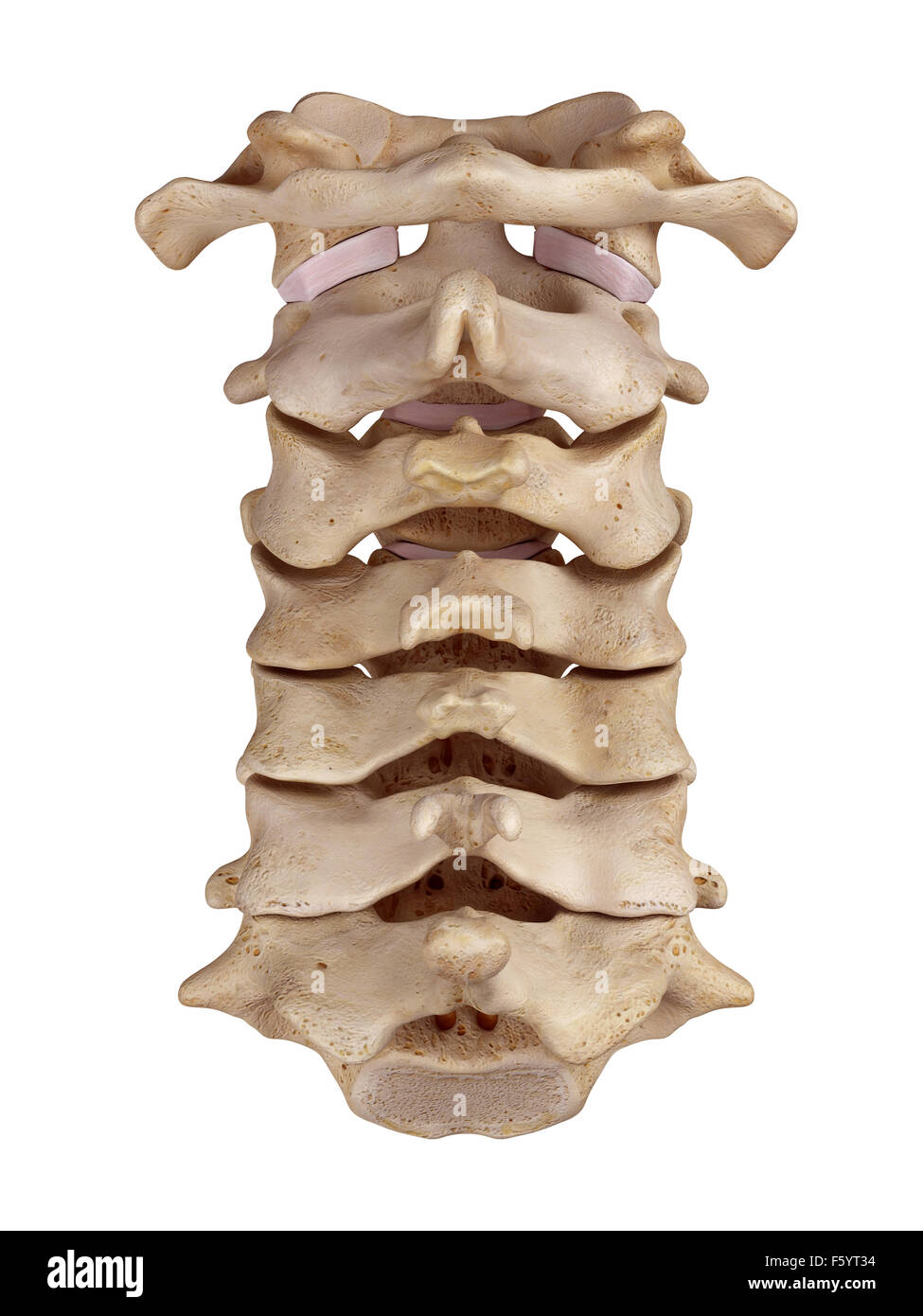 Illustration de l'exacte médicalement rachis cervical Banque D'Images