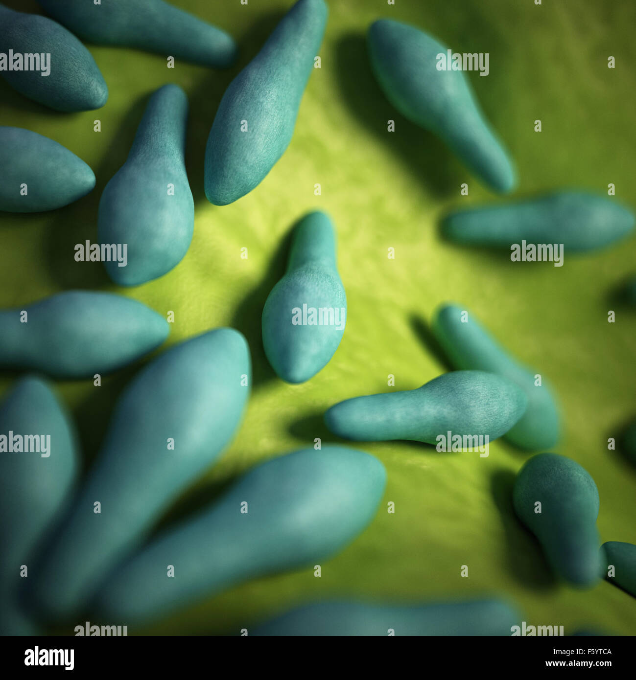 Les bactéries médicales illustration du Clostridium Banque D'Images