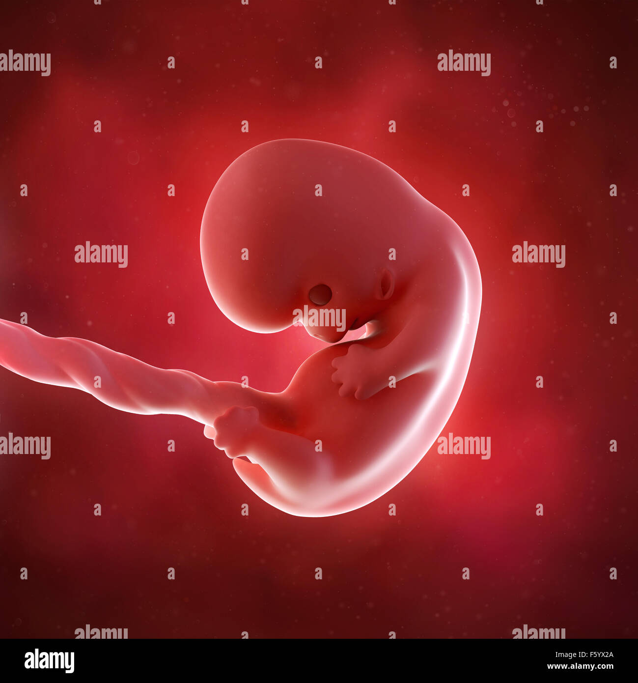 Précision médicale 3d illustration d'un foetus la semaine 8 Banque D'Images