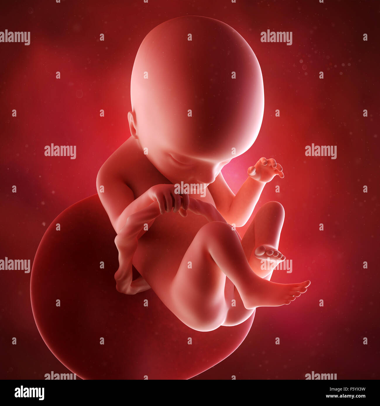 Précision médicale 3d illustration d'un foetus de la semaine 18 Banque D'Images