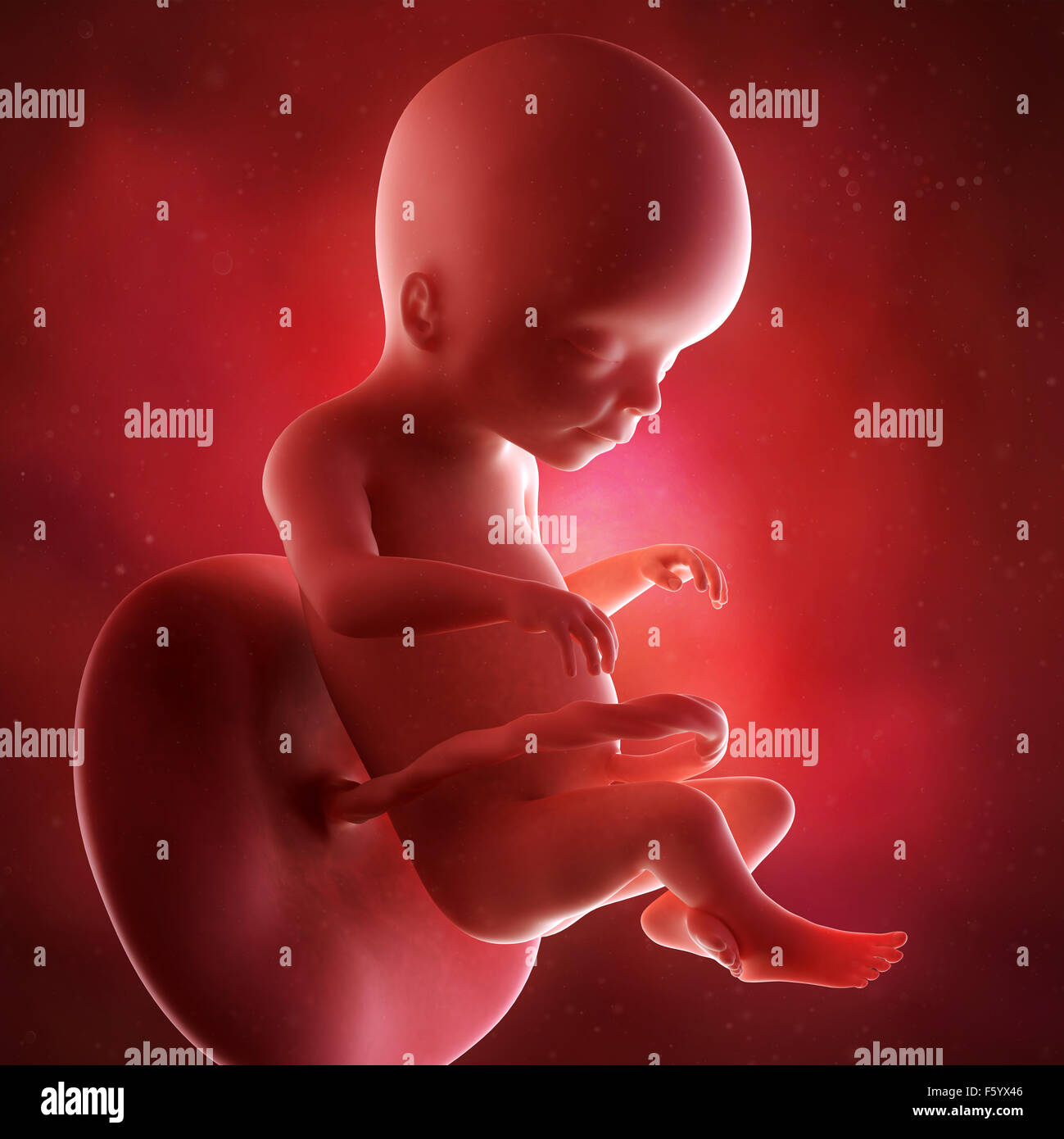 Précision médicale 3d illustration d'un foetus semaine 20 Banque D'Images