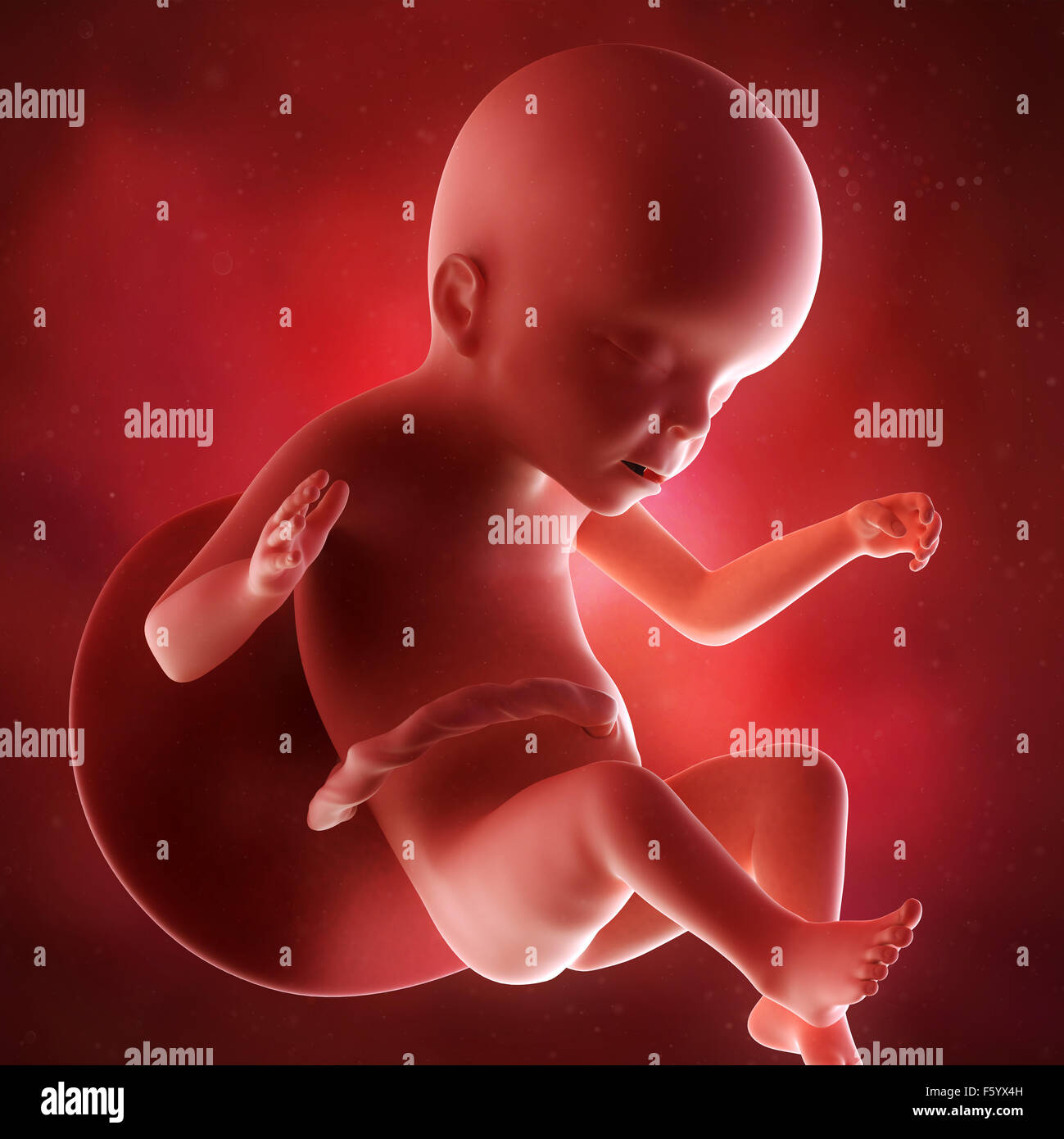 Précision médicale 3d illustration d'un foetus de la semaine 23 Banque D'Images