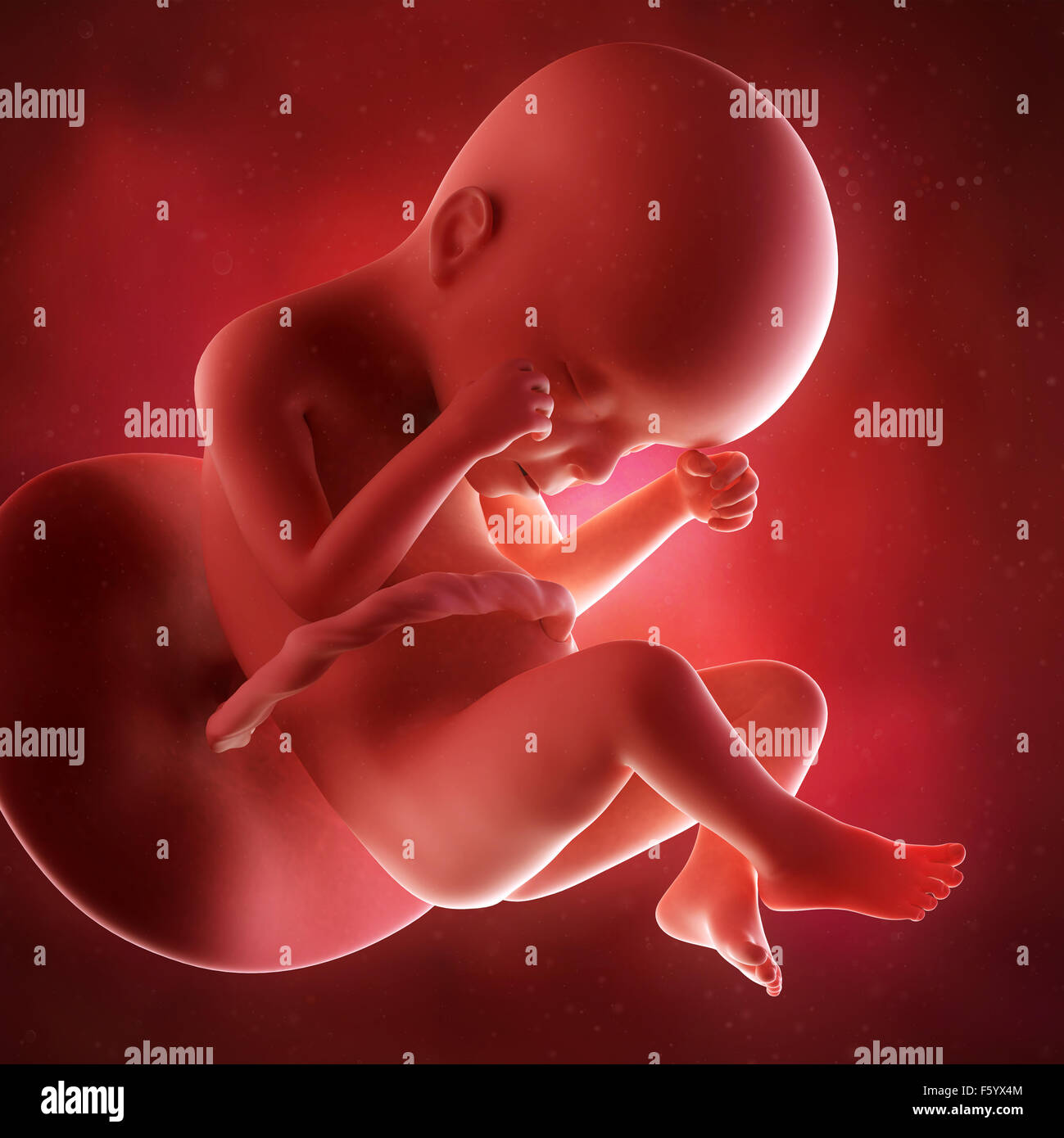 Précision médicale 3d illustration d'un foetus la semaine 24 Banque D'Images