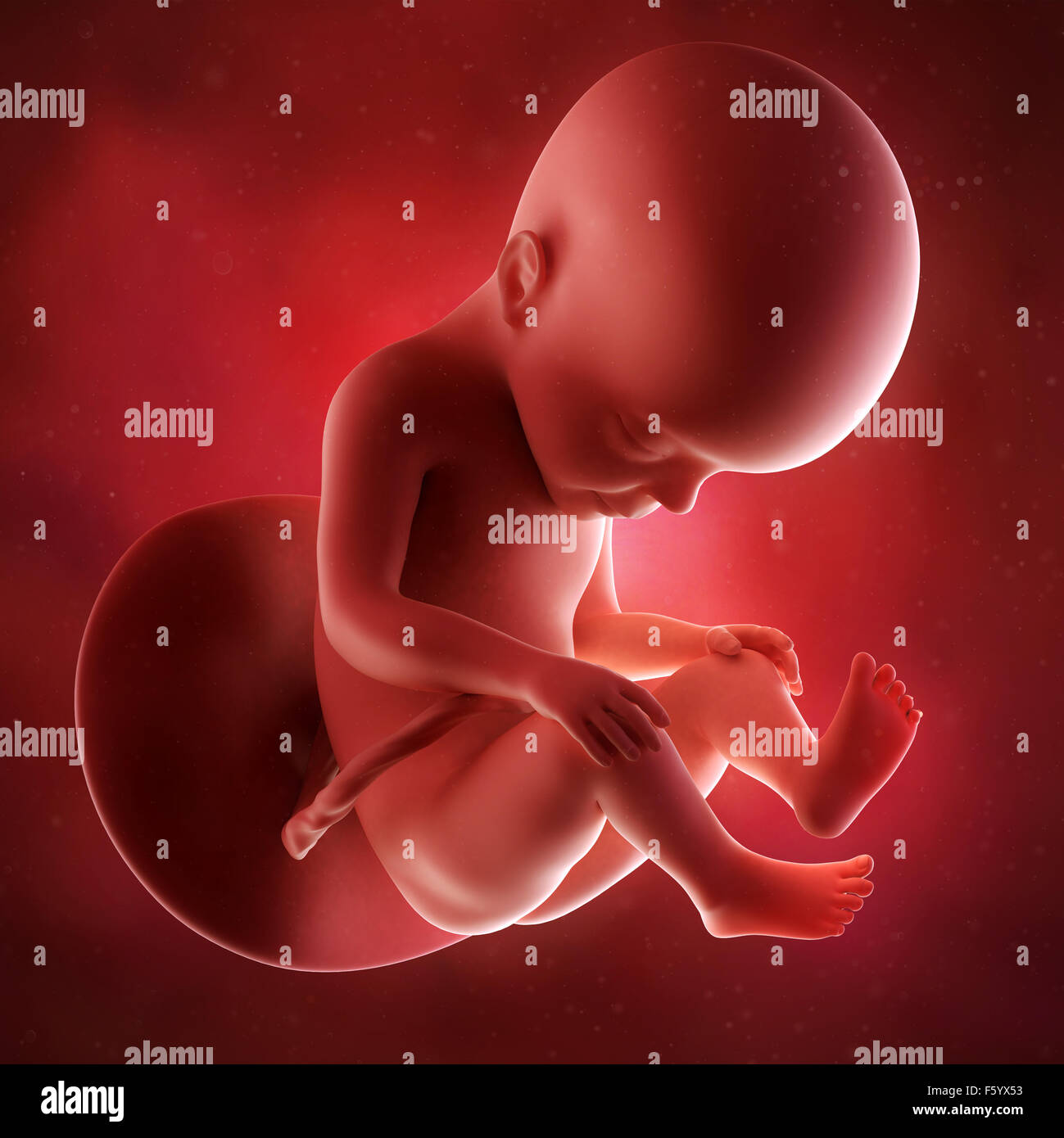 Précision médicale 3d illustration d'un foetus de la semaine 27 Banque D'Images