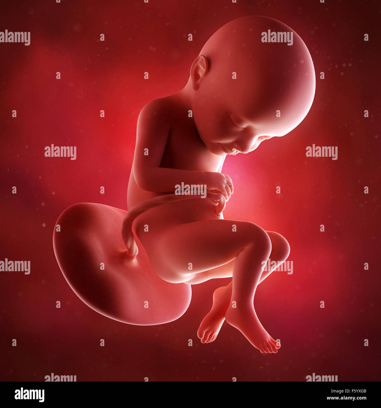 Précision médicale 3d illustration d'un foetus la semaine 32 Banque D'Images