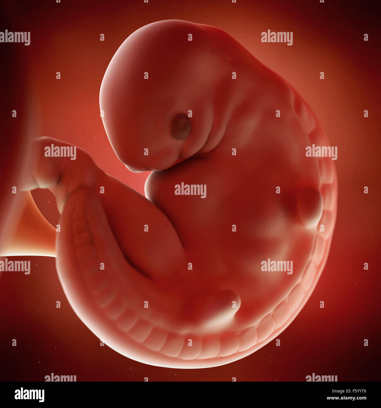 Précision médicale 3d illustration d'un foetus semaine 6 Banque D'Images