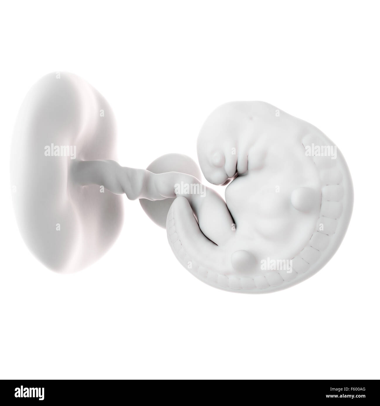 Illustration d'un précis sur le plan médical foetus semaine 6 Banque D'Images