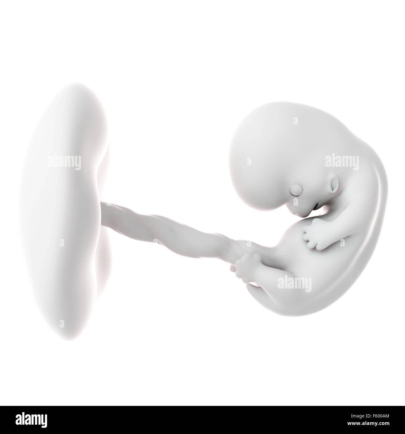 Illustration d'un précis sur le plan médical foetus semaine 8 Banque D'Images