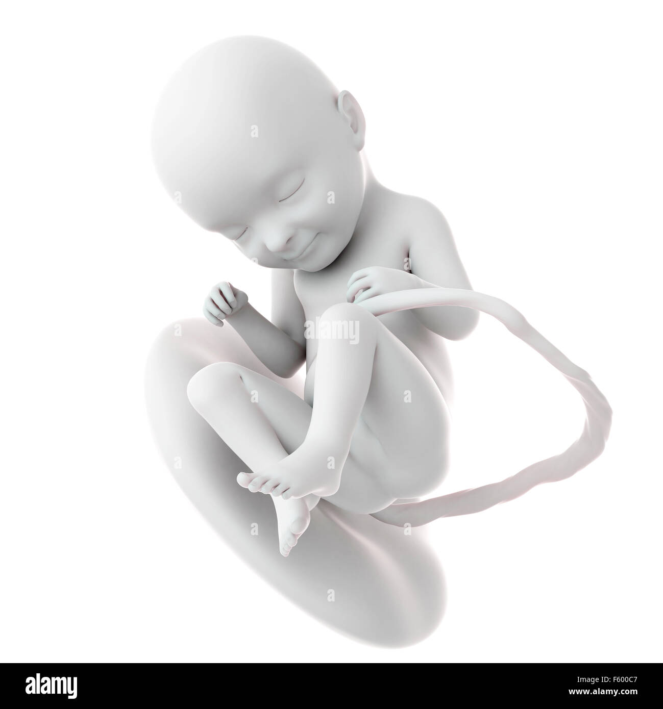 Illustration d'un précis sur le plan médical foetus semaine 33 Banque D'Images
