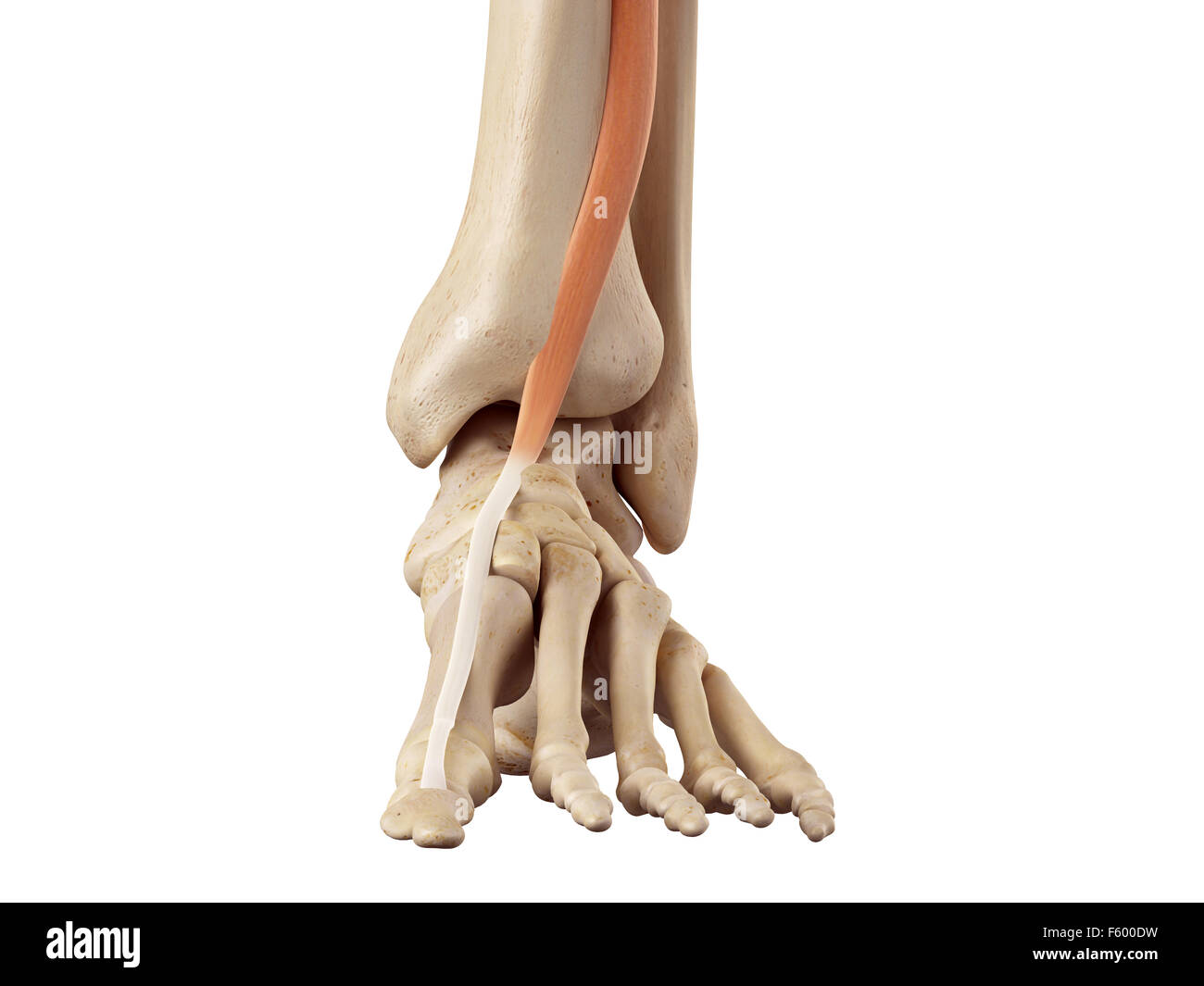 Précis de médecine illustration de l'extensor hallucis longus Banque D'Images