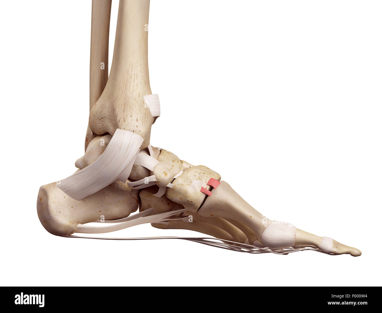 Précis de médecine illustration de l'articulation tarsométatarsienne