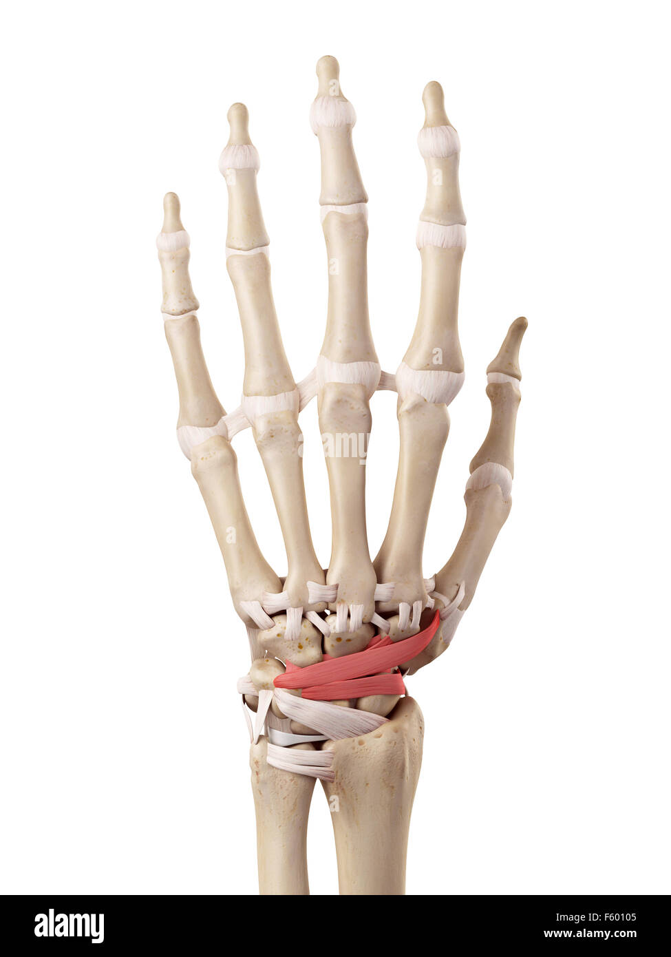 Précis de l'illustration médicale intercarpal ligaments dorsaux Banque D'Images