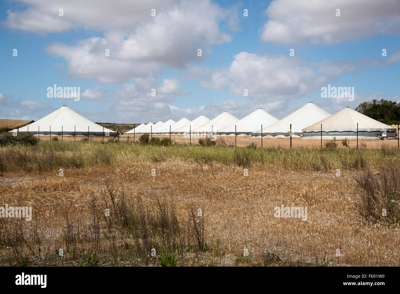 Le stockage du grain sous la tente à Chigue Aignette dans la région de l'Afrique du Sud, Orothamnus zeyheri Banque D'Images