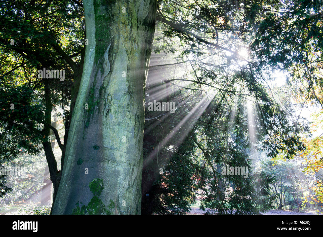 Fagus sylvatica. Beech tree trunk, rayons de soleil et brume d'automne. UK Banque D'Images