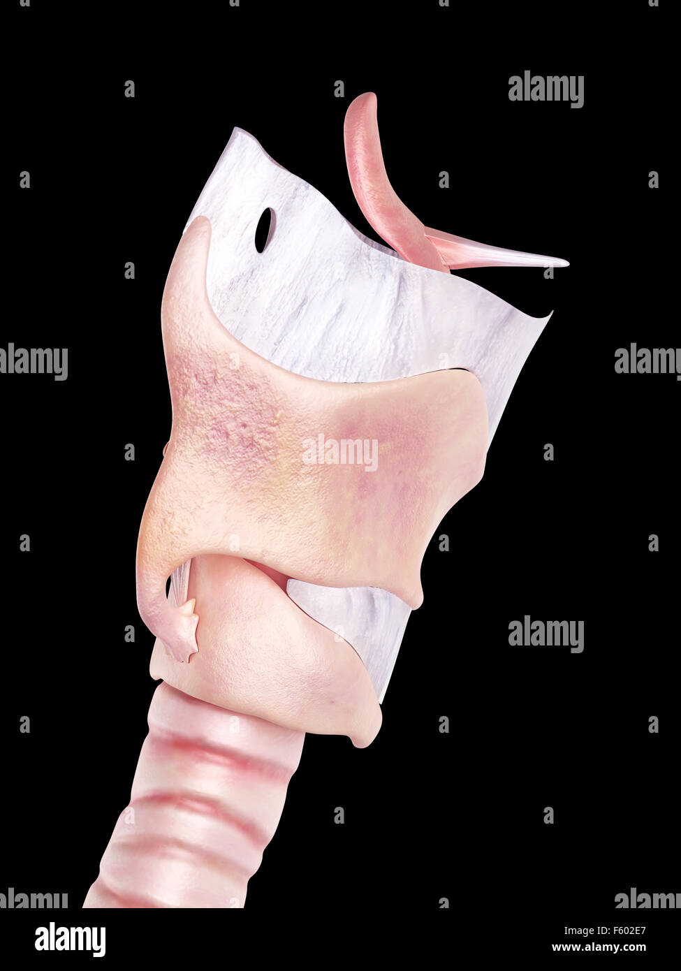 Illustration de l'exacte médicalement larynx Banque D'Images