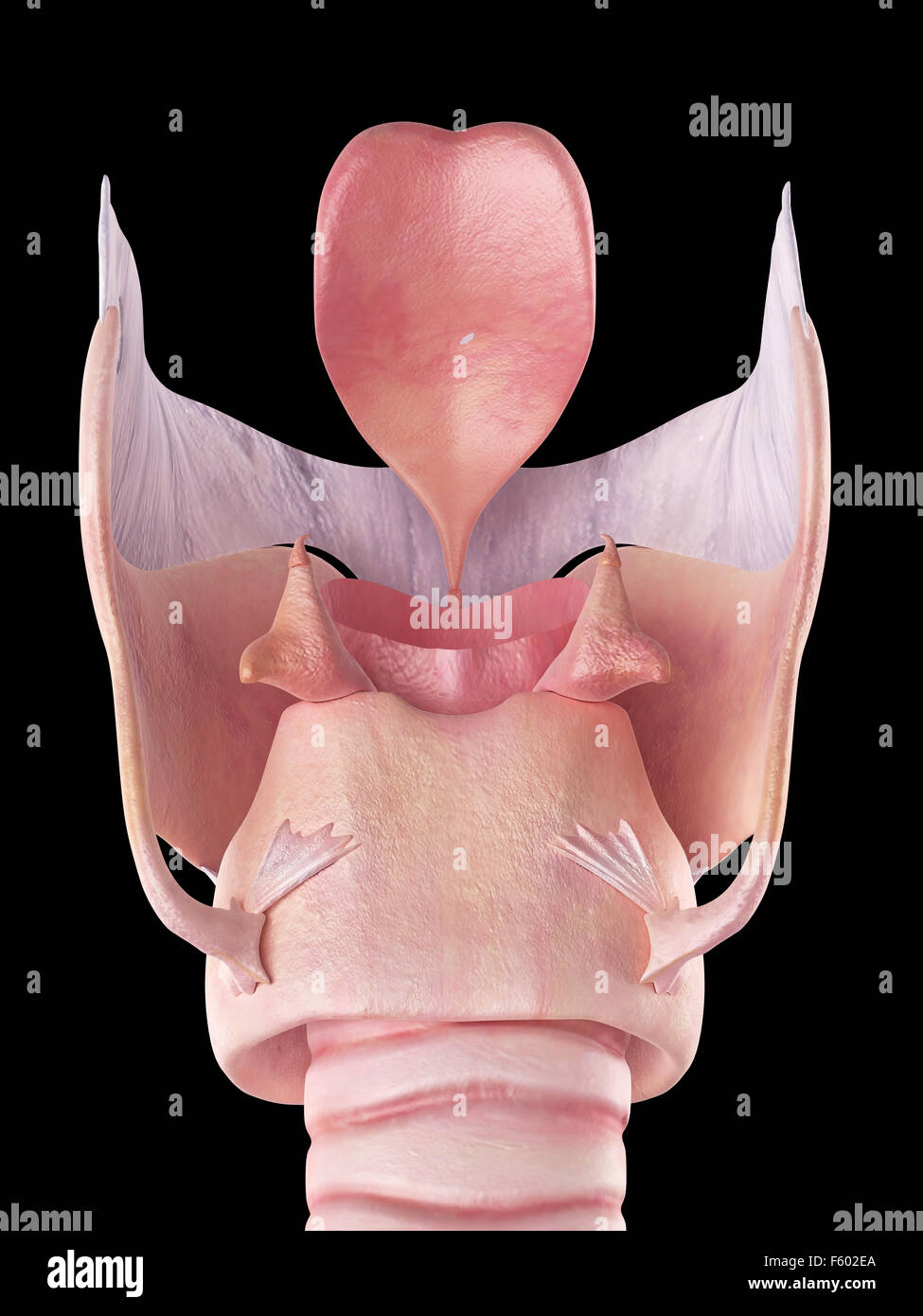 Illustration de l'exacte médicalement larynx Banque D'Images