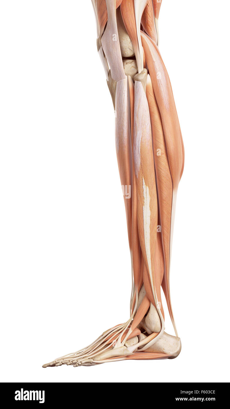 Précis de médecine illustration de la musculature de jambe inférieure Banque D'Images