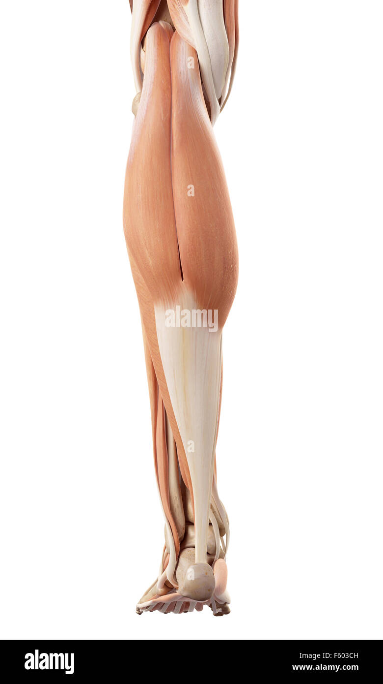 Précis de médecine illustration de la musculature de jambe inférieure Banque D'Images