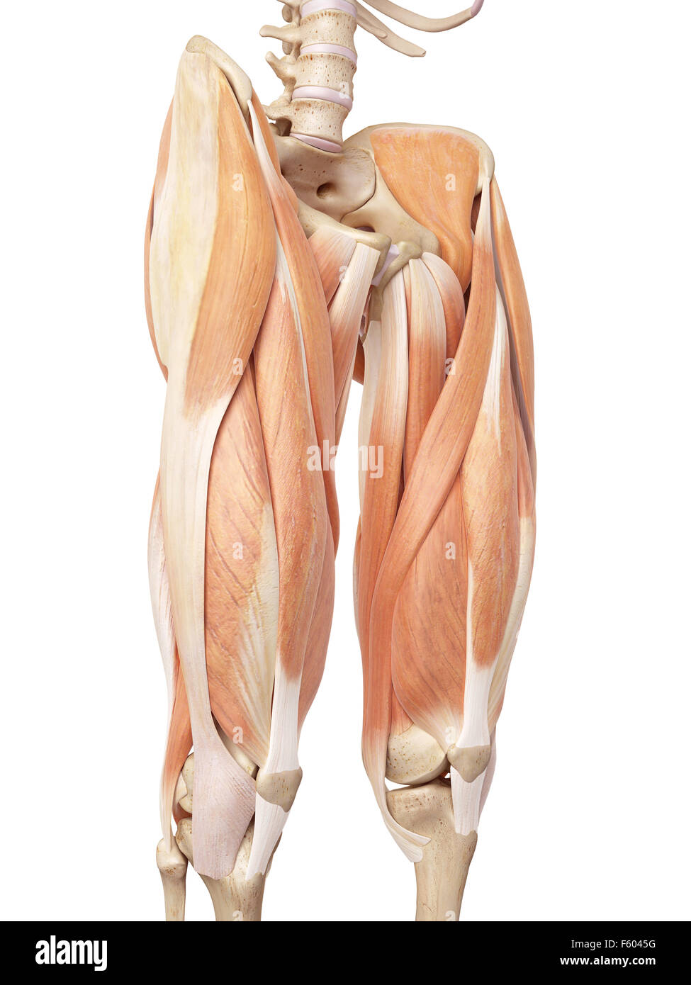 Précis de médecine illustration de la musculature de jambe supérieure Banque D'Images
