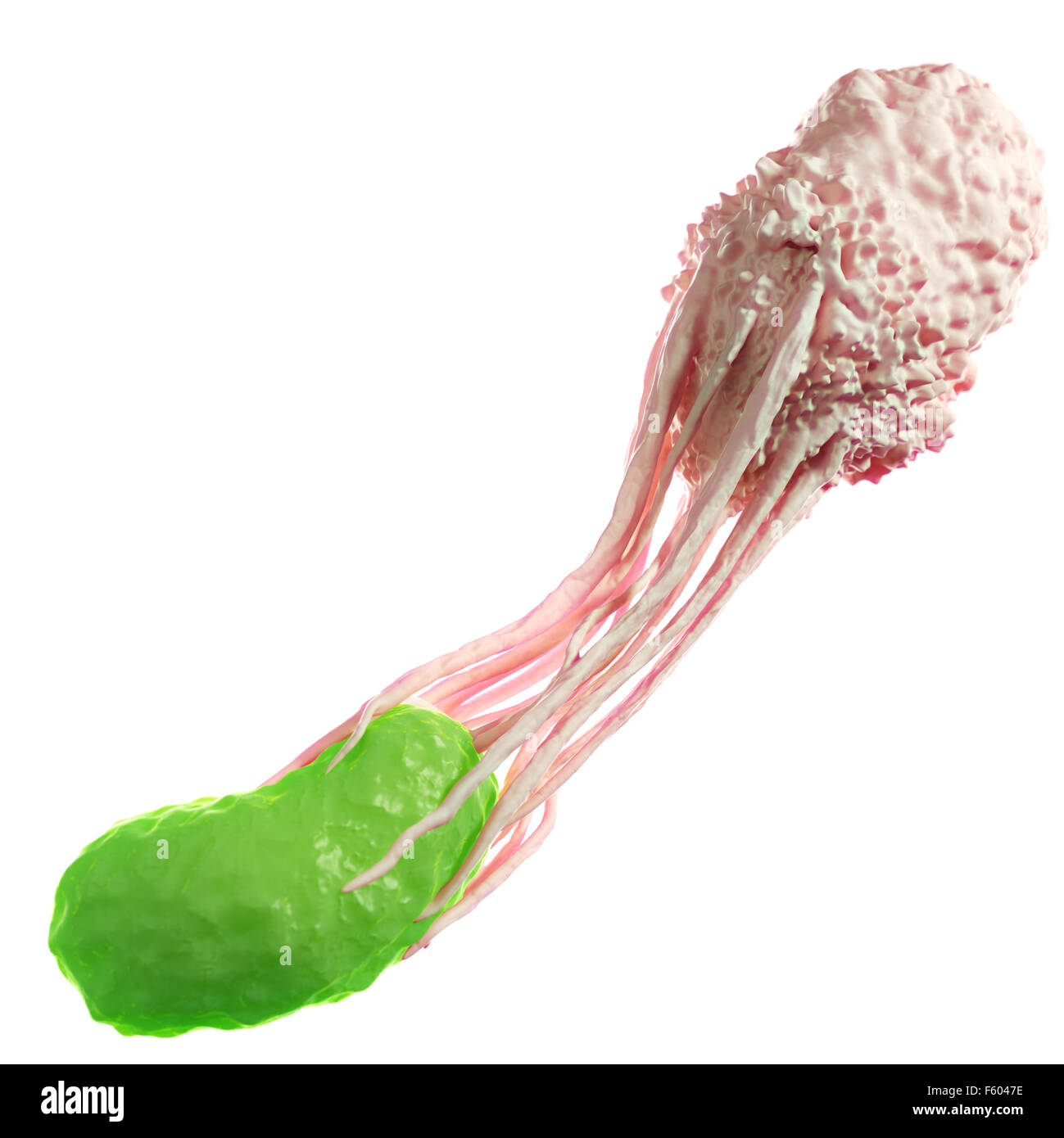 Illustration d'une précision médicale globule blanc qui engloutit une bactérie Banque D'Images