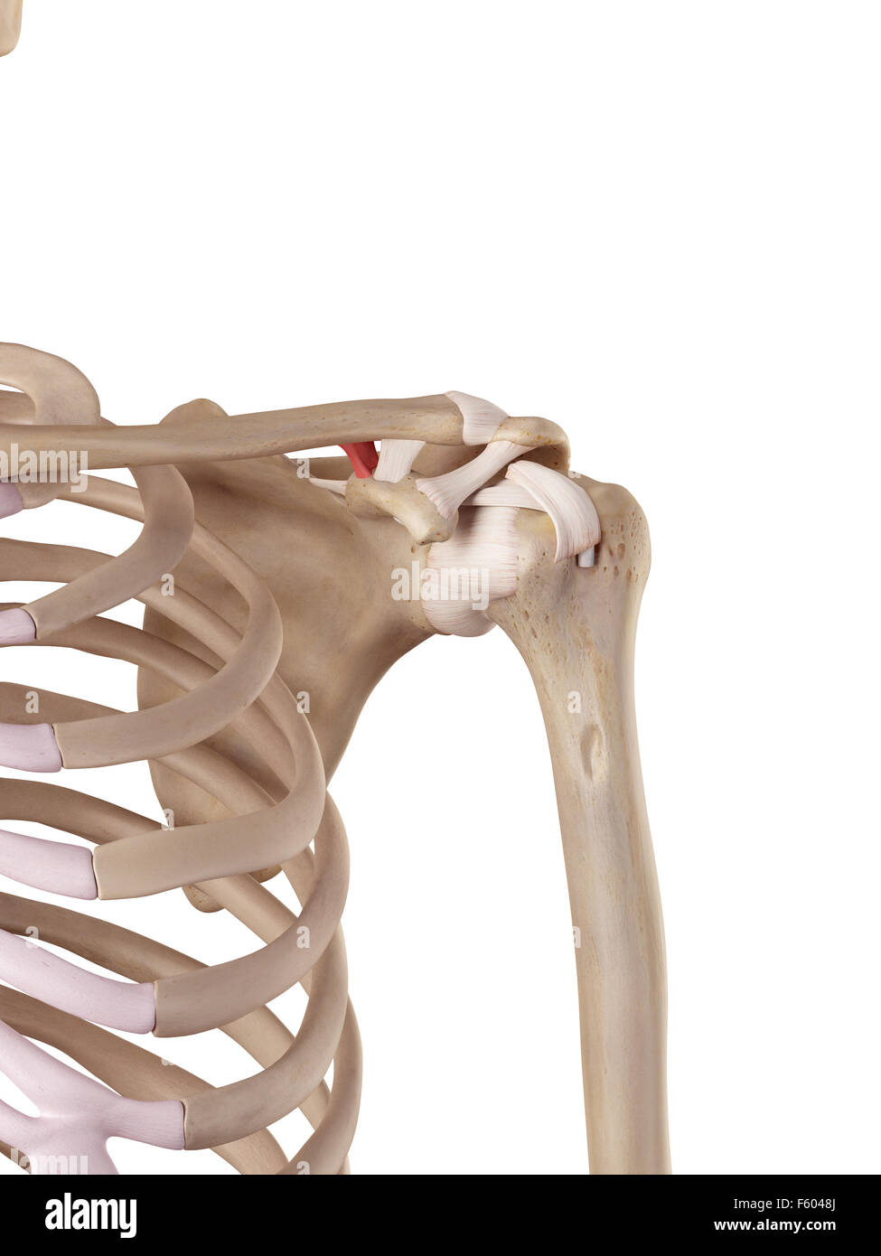 Précis de l'illustration médicale ligament conoïde Banque D'Images