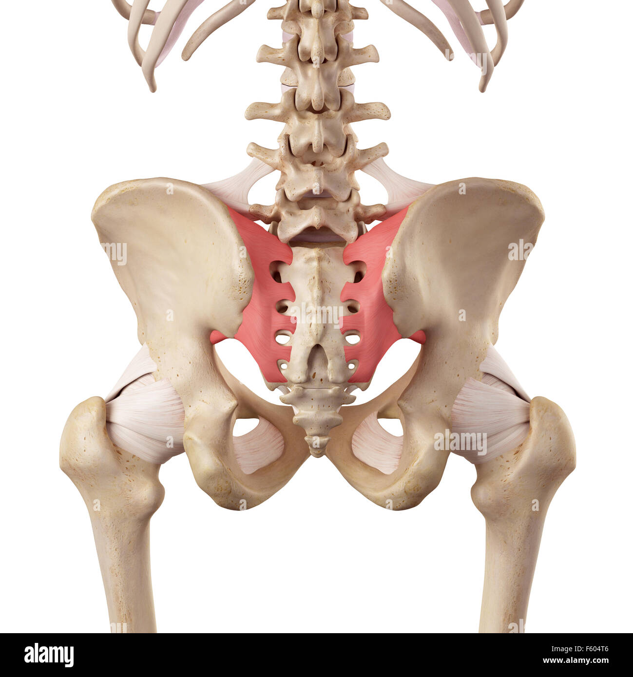 Posterior Sacroiliac Ligament Banque De Photographies Et Dimages The