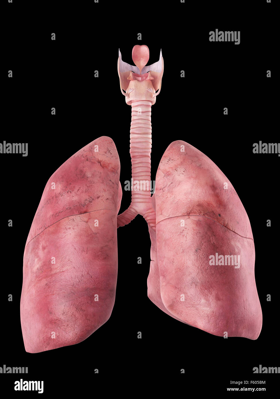 Illustration de l'exacte médicalement poumons humains Banque D'Images