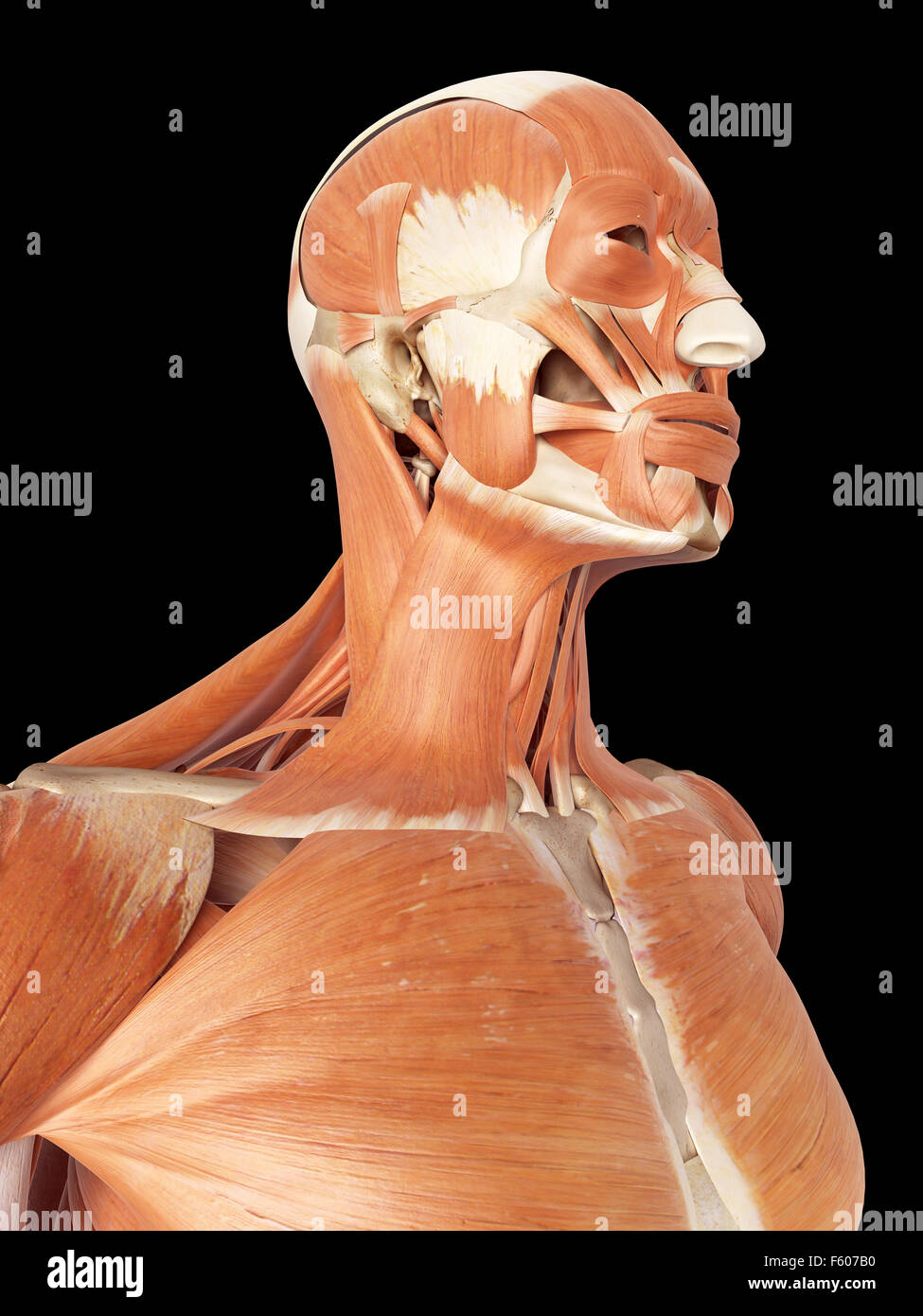 Illustration médicale exacte de la tête et des muscles du cou Banque D'Images