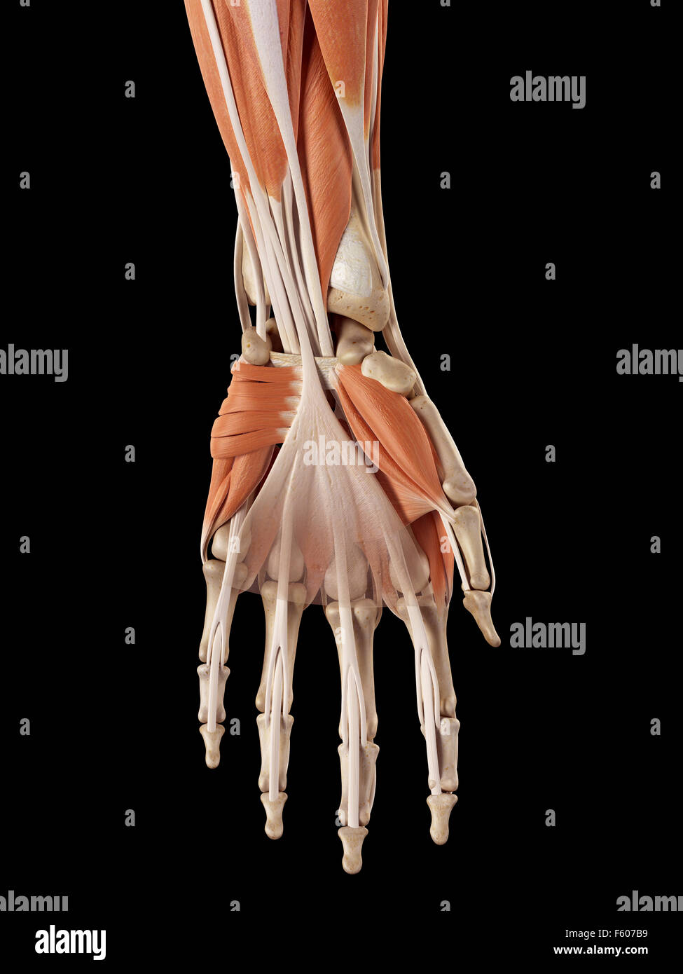 Précis de médecine illustration de la muscles de la main Banque D'Images