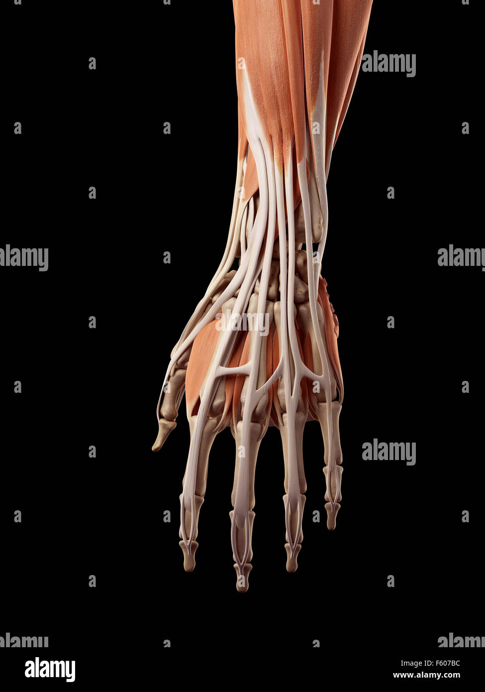 Précis de médecine illustration de la muscles de la main Banque D'Images