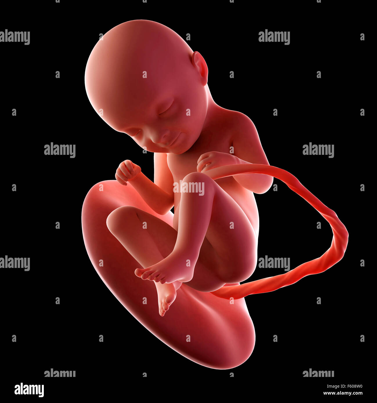 Précis de médecine illustration d'un foetus la semaine 33 Banque D'Images