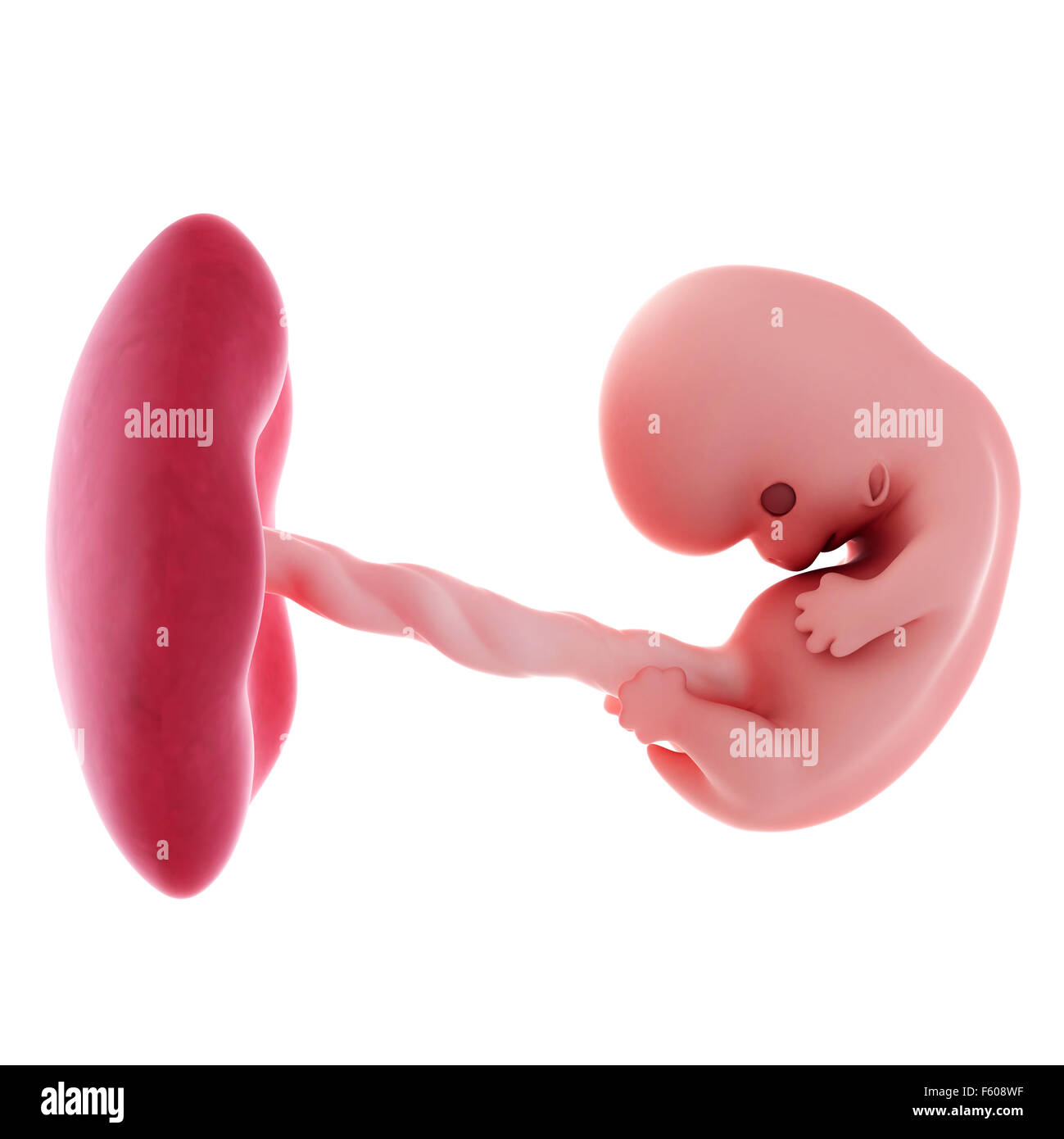 Précis de médecine illustration d'un foetus - semaine 8 Banque D'Images