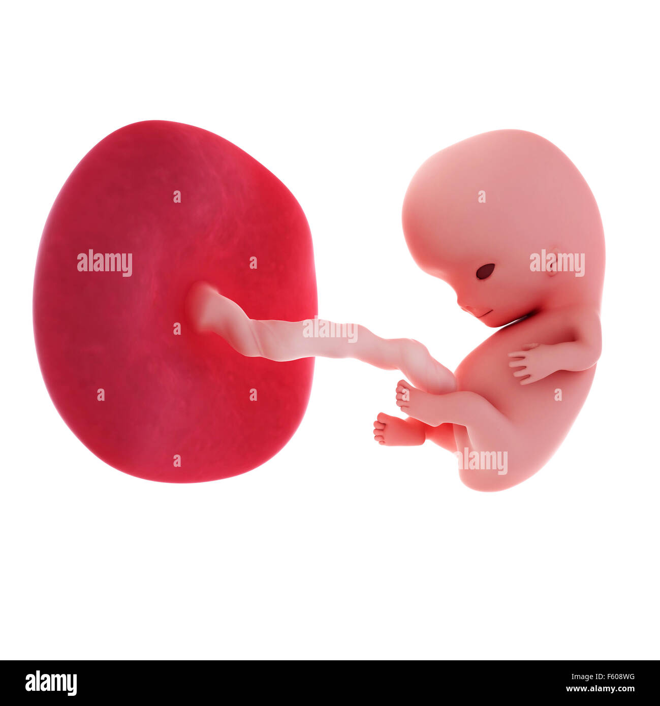 Précis de médecine illustration d'un foetus - semaine 9 Banque D'Images