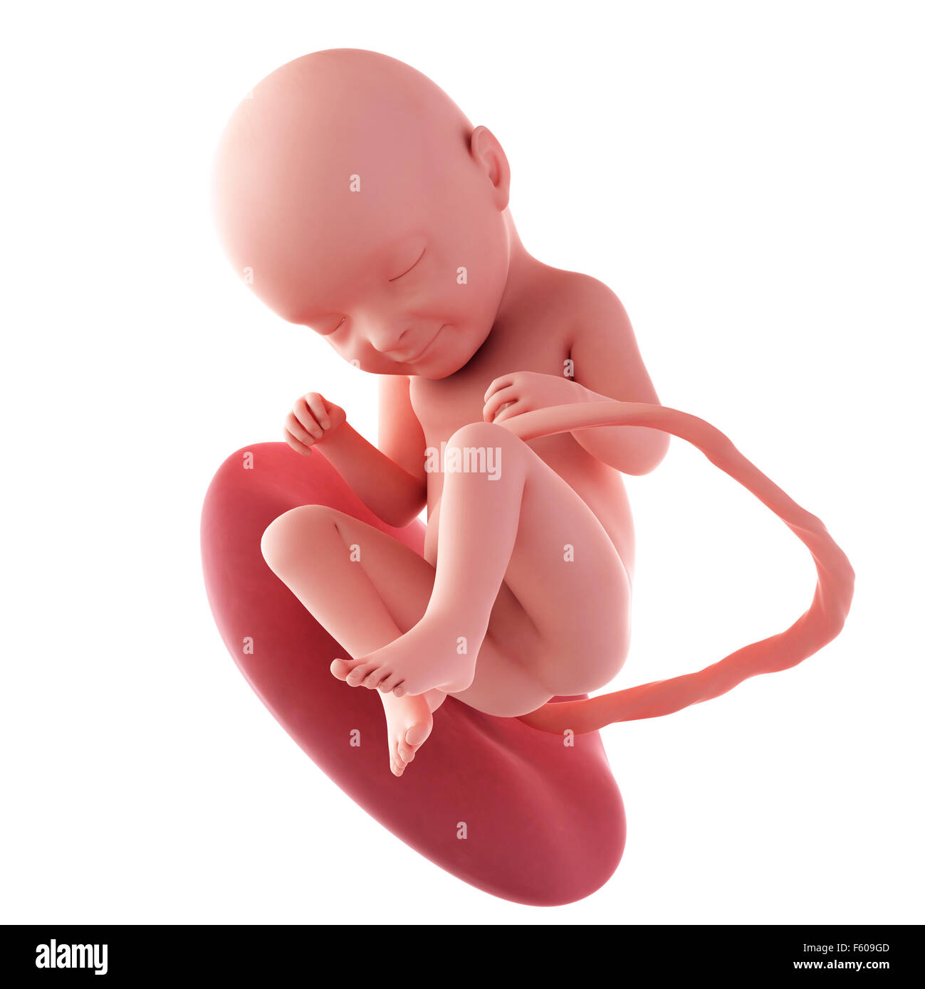 Précis de médecine illustration d'un foetus - semaine 33 Banque D'Images